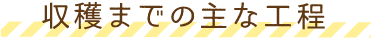 収穫までの主な工程